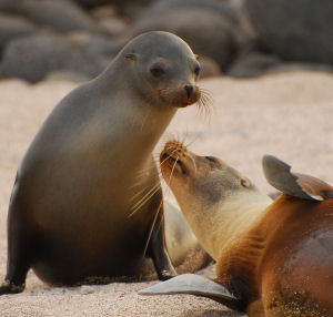 Vacations Magazine: Glorious Galapagos Islands: Part One