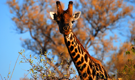 Vacations Magazine: Safari in Southern Africa: Part One