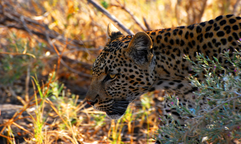 Vacations Magazine: Safari in Southern Africa: Part Two